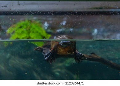 Platypus In An Aquarium In Tasmania, Australia