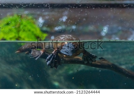 Platypus in an aquarium in Tasmania, Australia