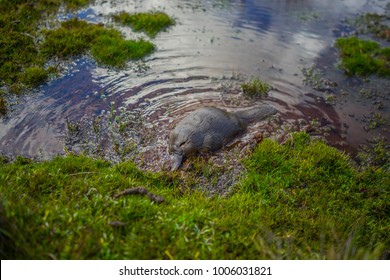 Platypus In Cradle Mountain National Park In Tasmania, Australia