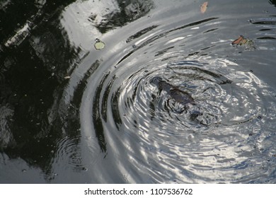 Platypus In Eungella National Park, Queensland, Australia