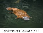 Platypus - Ornithorhynchus anatinus, duck-billed platypus, semiaquatic egg-laying mammal endemic to eastern Australia, including Tasmania. Strange water marsupial with duck beak and flat fin tail.