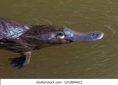 Platypus - Ornithorhynchus anatinus, duck-billed platypus, semiaquatic egg-laying mammal endemic to eastern Australia, including Tasmania. - Shutterstock ID 1213894411