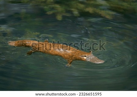 Platypus - Ornithorhynchus anatinus, duck-billed platypus, semiaquatic egg-laying mammal endemic to eastern Australia, including Tasmania. Strange water marsupial with duck beak and flat fin tail.