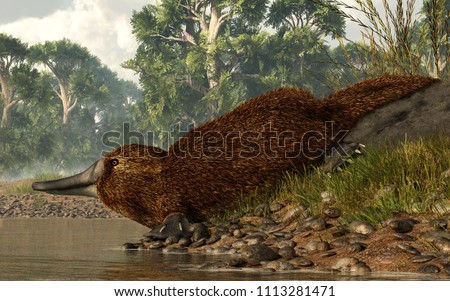A platypus scans the surface of the lake from a rocky shore before taking a swim.