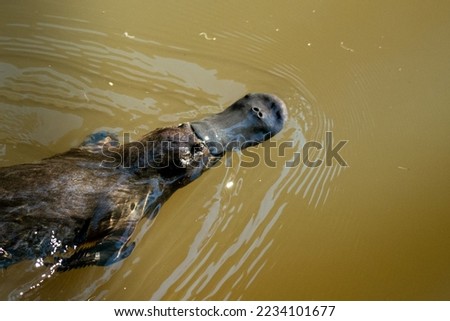 platypus swimming in a pond