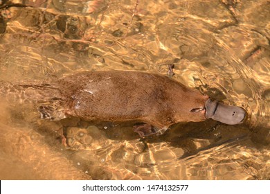 Platypus Swimming In Stream Tasmania