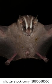 Platyrrhinus Is A Genus Of Leaf-nosed Frugivore Bats. Tihis Picture Was Taken At The Wild In Brazil