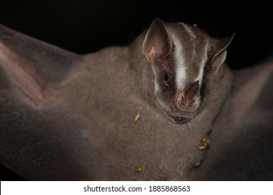 Platyrrhinus Is A Genus Of Leaf-nosed Frugivore Bats. Tihis Picture Was Taken At The Wild In Brazil