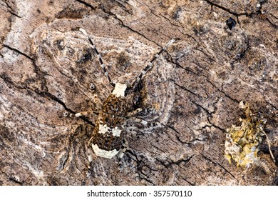 Platystomus Albinus Beetle Camouflage Body On Bark In Yamskaya Steppe, Belogorie Reserve In Southern Russia