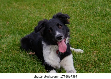 Play Date At The Dog Park 