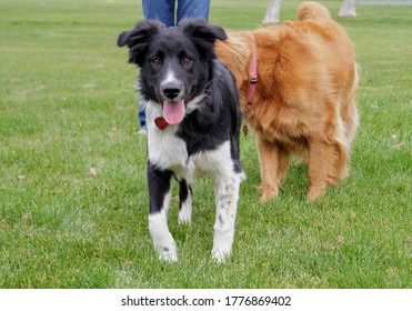 Play Date At The Dog Park 