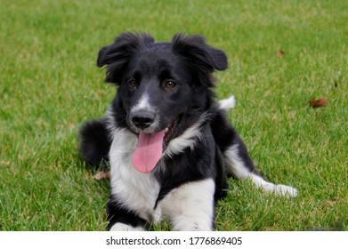 Play Date At The Dog Park 