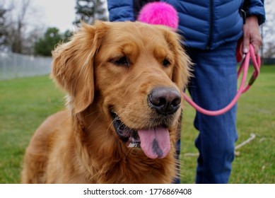 Play Date At The Dog Park 