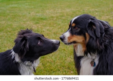 Play Date At The Dog Park 