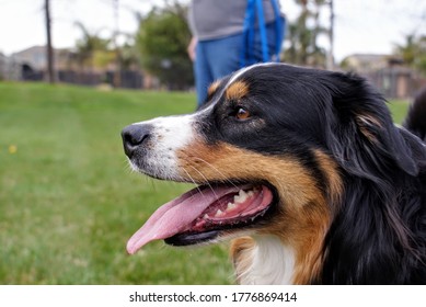 Play Date At The Dog Park 