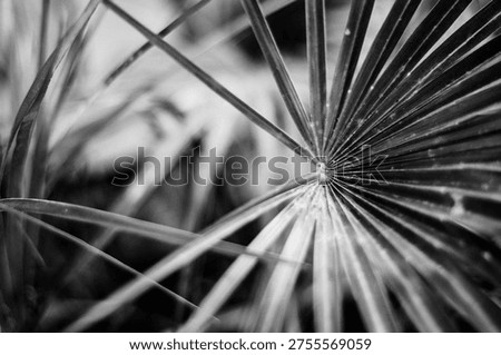 A play of textures and visual rhythms through black-and-white palm leaves, where light sculpts an organic abstraction.

Jeu de textures et de rythmes visuels à travers des feuilles de palmier en noir et blanc, où la lumière sculpte une abstraction organique.