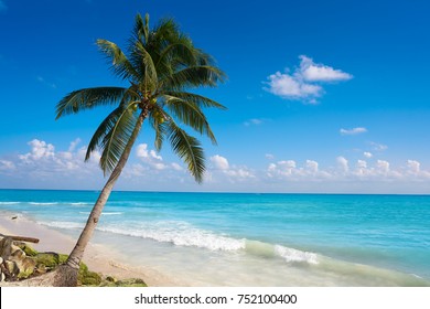 Playa Del Carmen Beach Palm Trees In Riviera Maya Caribbean Of Mexico