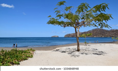 Playa del Coco in Costa Rica tree