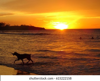 Playa Tamarindo Sunset With Dog