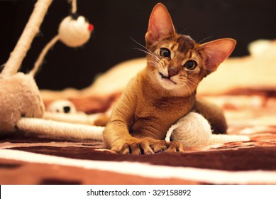 Playful Abyssinian Cat Hunting Toy Mouse