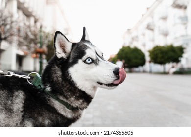 Playful And Adorable Siberian Husky Puppy Outdoors Close-up Portrait. Husky Play On The Street. Dogs Active Lifestyle