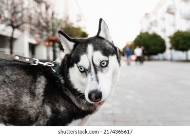 Playful And Adorable Siberian Husky Puppy Outdoors Close-up Portrait. Husky Play On The Street. Dogs Active Lifestyle