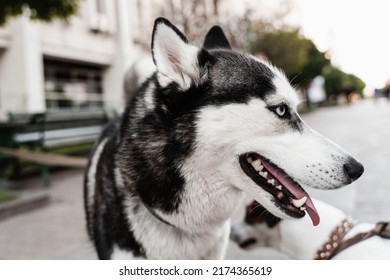 Playful And Adorable Siberian Husky Puppy Outdoors Close-up Portrait. Husky Play On The Street. Dogs Active Lifestyle