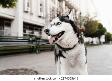 Playful And Adorable Siberian Husky Puppy Outdoors Close-up Portrait. Husky Play On The Street. Dogs Active Lifestyle