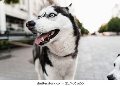 Playful And Adorable Siberian Husky Puppy Outdoors Close-up Portrait. Husky Play On The Street. Dogs Active Lifestyle