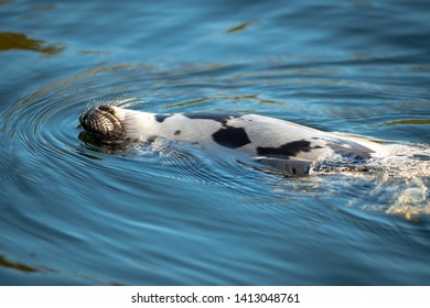 A playful adult harp seal swimming in blue ocean water on its back. The harbor seal has its snout out of the water exposing its long whiskers. The animal has a clean grey coat with dark spots.