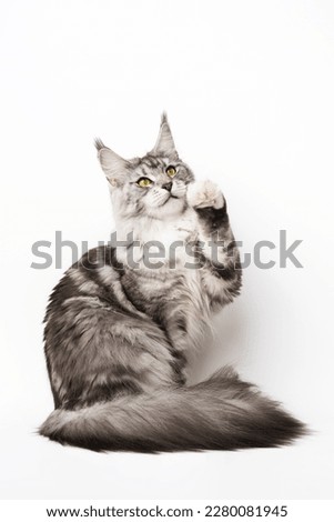 Playful American Longhair Maine Coon Cat with yellow eyes sitting with one paw raised, looking up. Part of series photos of kitten black silver classic tabby and white color. Shot on white background