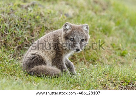 Playful arctic fox cub at Iceland