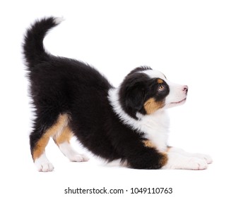 Playful Australian Shepherd Purebred Puppy, 2 Months Old Looking Away. Happy Black Tri Color Aussie Dog, Isolated On White Background.