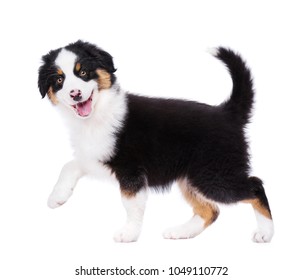 Playful Australian Shepherd purebred puppy, 2 months old looking at camera. Happy black Tri color Aussie dog, isolated on white background.