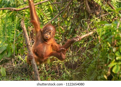 Cute Baby Orangutan High Res Stock Images Shutterstock