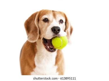 Playful Beagle Dog With Tennis Ball Portrait Isolated On White