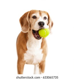 Playful Beagle Dog With Tennis Ball Portrait Isolated On White