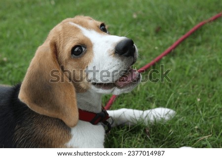 Playful beagle puppy in a garden