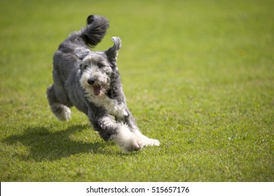 Playful Bearded Collie running on green grass, short coat