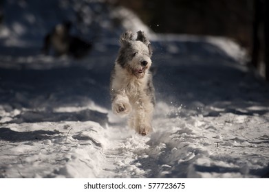 Imagenes Fotos De Stock Y Vectores Sobre Bearded Collie