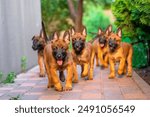 Playful Belgian Malinois Puppies in Garden