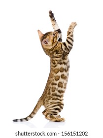 playful Bengal cat. isolated on white background