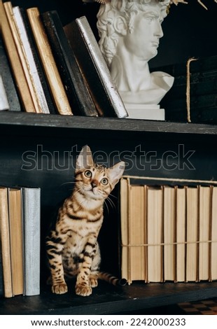 A playful Bengal kitten climbed onto a bookshelf. Love for pets.