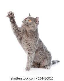 Playful Big Scottish Cat. Isolated On White Background