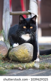 Playful black cat in the garden.
 - Shutterstock ID 1039629325