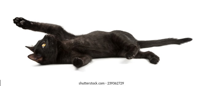 playful black kitten lies on it's back