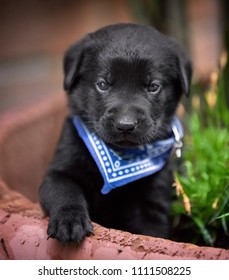 Playful Black Lab Puppy