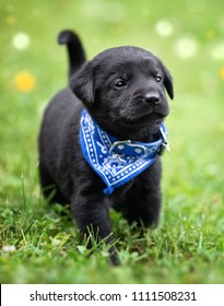 Playful Black Lab Puppy