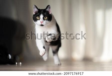 playful black and white cat running indoors at high speed with copy space