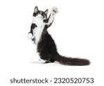 playful black and white kitten on white background